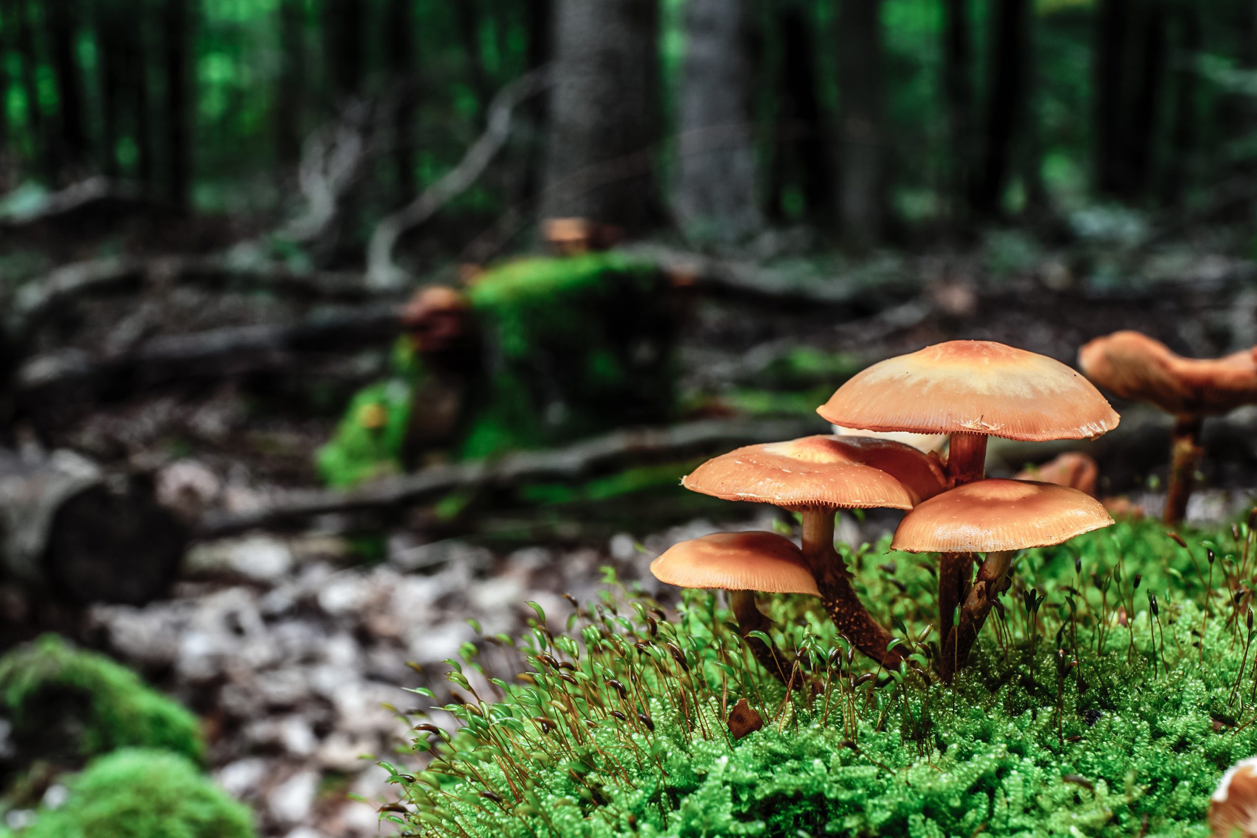 Webinar-Mushrooms-Slider